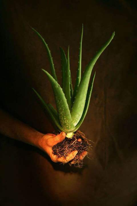 aloe%20vera%20plant%20without%20pot%20-%20Image%202