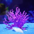 Coralline Artificial Fish Tank Decorations Aquarium Artificial PVC Plants Coral Ornaments Aquarium Landscape Aquarium. 