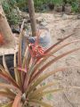 Pineapple 🍍 Plant 2 feet in size best quality Without Gamla. 