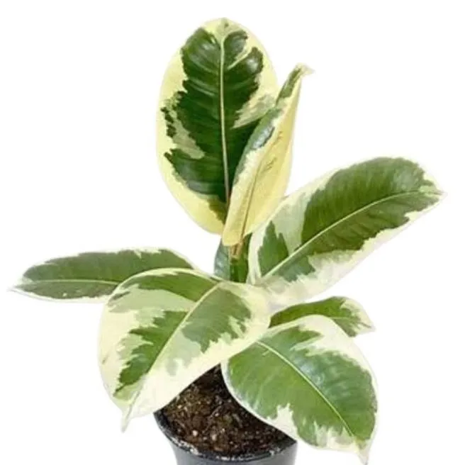 Rubber Plant Variegated 💯 % Imported Live Plant | Daraz.pk