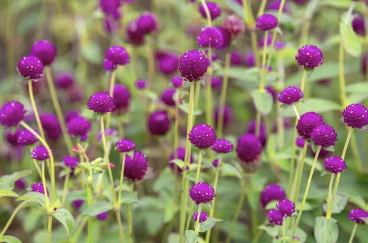 Flower%20Seeds%20Of%20Makhamali%20-%20Gomphrena%20Seeds%20For%20Garden%20And%20Balcony%2050+%20-%20Image%207