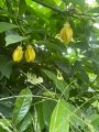 Atro Batro the most Fragrant Plant in World Ever! | Big size Original Atro batro Plant with Pot  | Not seeds | Live Atro batro | Artabotrys hexapetalus plant with pot | Plant Parlour. 