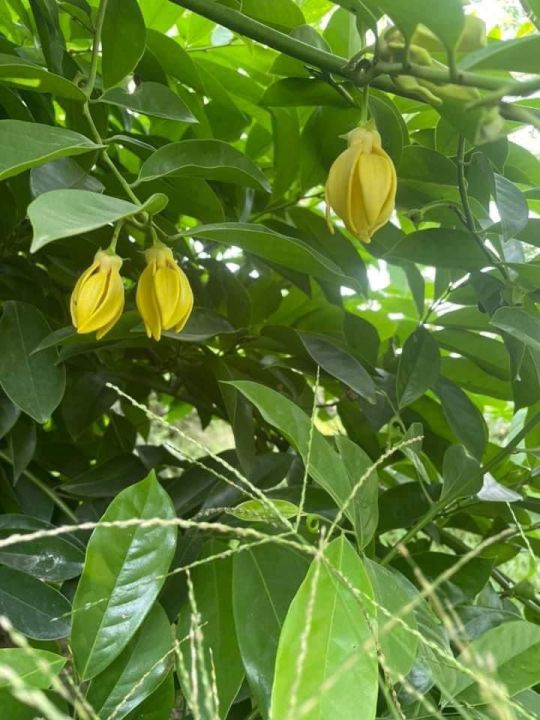 Atro%20Batro%20the%20most%20Fragrant%20Plant%20in%20World%20Ever!%20%7C%20Big%20size%20Original%20Atro%20batro%20Plant%20with%20Pot%20%20%7C%20Not%20seeds%20%7C%20Live%20Atro%20batro%20%7C%20Artabotrys%20hexapetalus%20plant%20with%20pot%20%7C%20Plant%20Parlour%20-%20Image%206