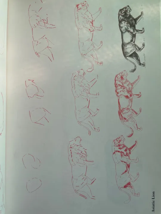 Draw%2050%20Endangered%20Animals%20-%20Image%203