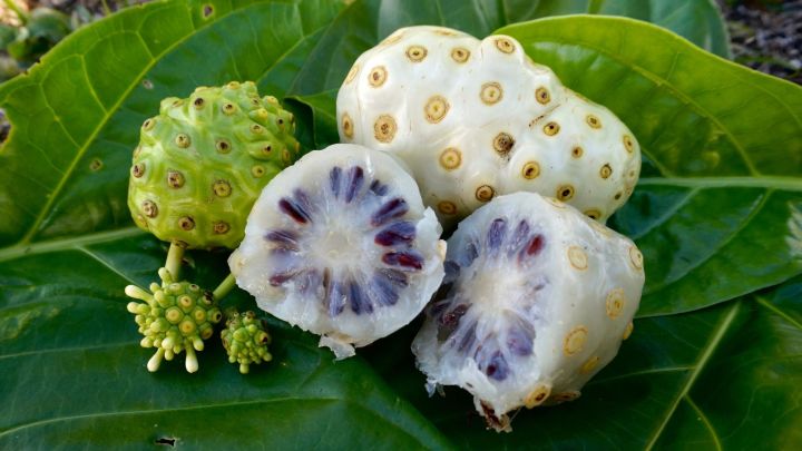 noni fol chara gach 1 ps tree shah agro farm garden plants 1ps tree ...
