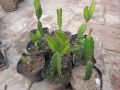 Fresh and original Dragon fruit cutting 3inches to 20 inches pack of 2 plant. 