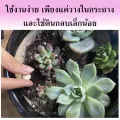 (200 tablets) treatment of aphids, all kinds of aphids, kill aphids, do not hurt plants, improve soil, insect control red mites, thrips, cold aphids, aphids in the Rose.. 