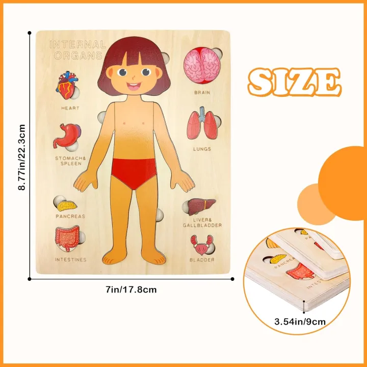 Montessori Puzzles for Toddlers Human Body Puzzle Anatomy Play Set ...