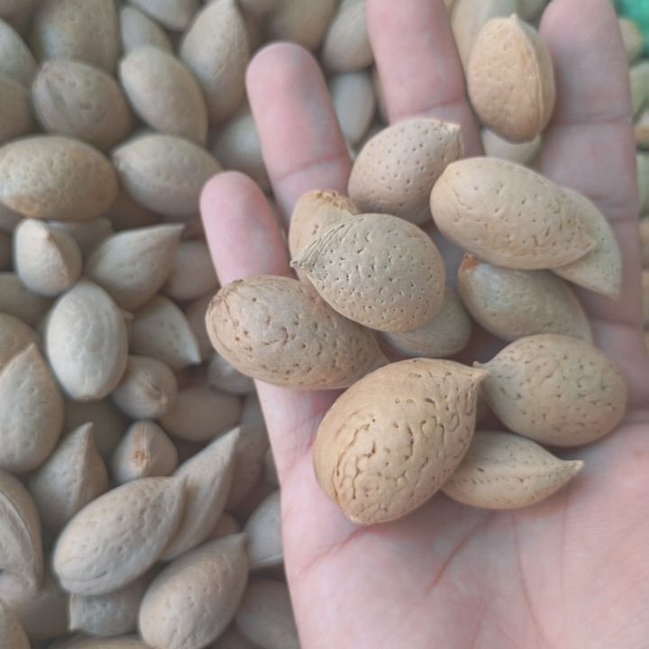 Badam%20Katha%20badaam%201%20kg%20Best%20quality%20badam%20One%20badam%20contains%20two%20giri%20-%20Image%203