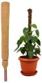 2 Ft Moss And Coir Stick For Money Plant Support, Indoor Plants, House Plants & Plant Creepers Garden Mulch. 