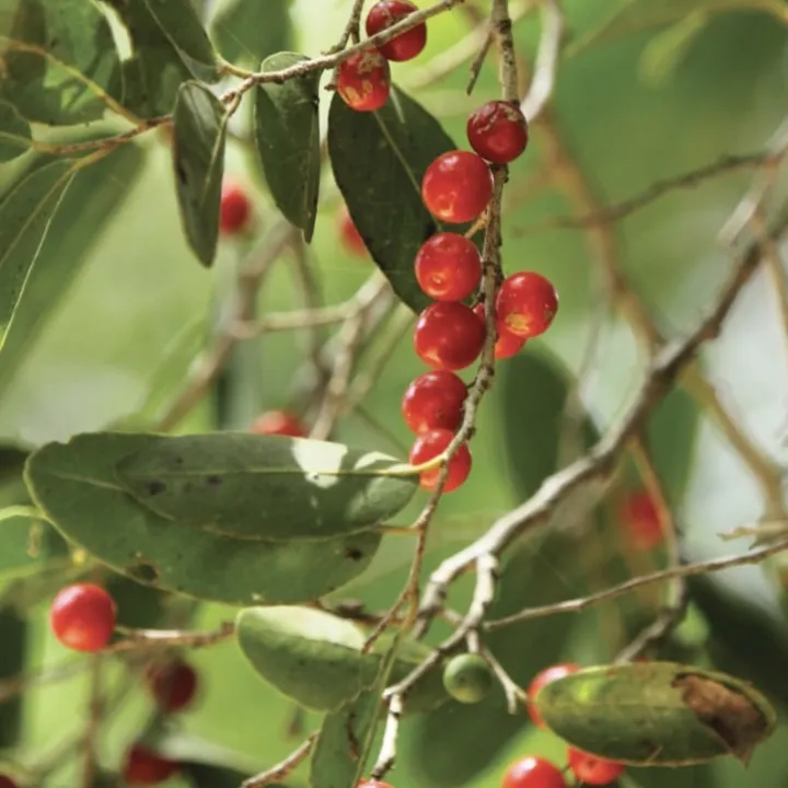 Weera%20seeded%20plant%20veerai%20Drypetes%20sepiaria%20plant%20-%20Image%204