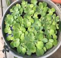 Water Lettuce: pack of 3 A Stunning Floating Aquatic Plant for Your Aquarium, aquatic plant without soil. 