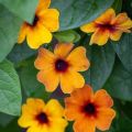 Black Eyed Susan Vine Seeds (Summer Flower) 10 seeds. 