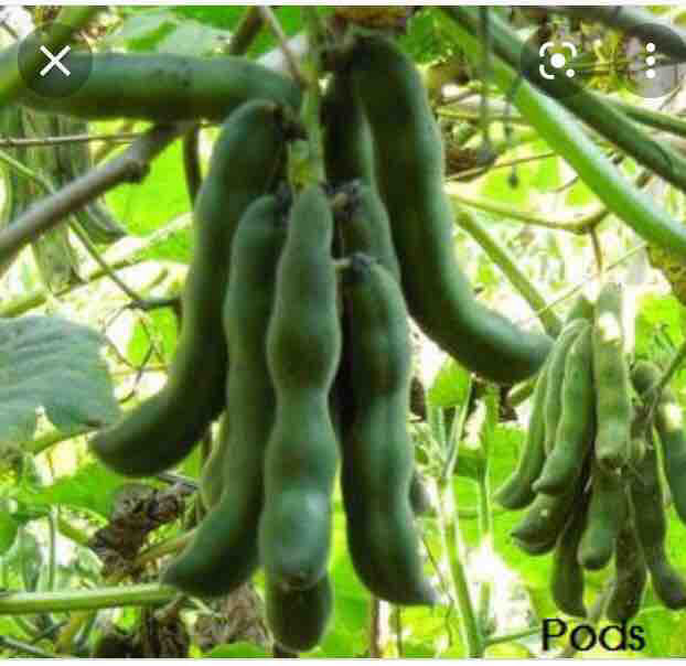 %E0%B7%80%E0%B6%AF%E0%B7%94%E0%B6%BB%E0%B7%94%20%E0%B6%B8%E0%B7%91%20Waduru%20mee%20seeds.%2010g%20for%20beautiful%20home%20garden.%20-%20Image%203