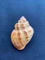 Natural lychee snail shell. 