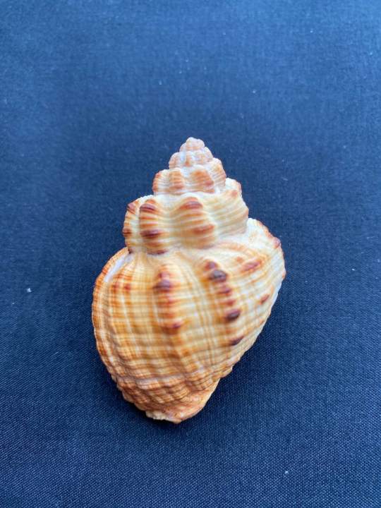 Natural%20lychee%20snail%20shell%20-%20Image%203