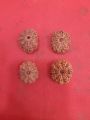 10 Mukhi Rudraksha Nepali Bead / 10 Face Rudraksha. 