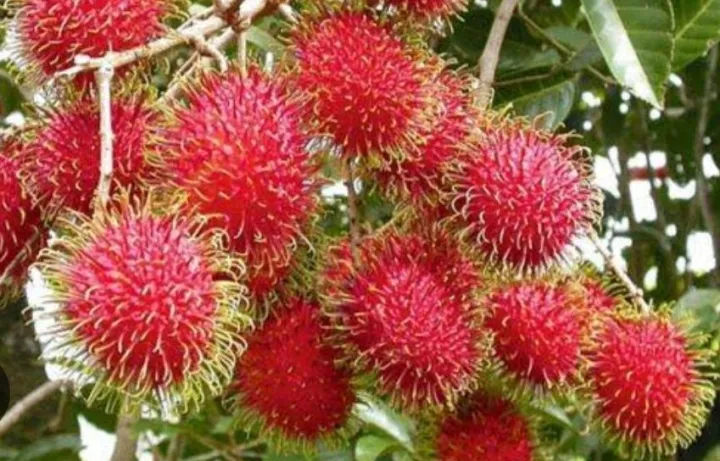 Rambutan%20tree%20The%20one%20of%20the%20largest%20cultivars%20in%20Asia%20-%20Image%207