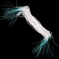 50Pcs Dental Floss Tootick Water Expanded Orthodontic Flosser Multifunctional Cleaning Wire Line Implants Braces Threaders. 
