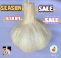 Lehsan NARC G1 Bulb 500 Gram. 