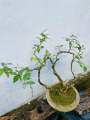Bonsai Natural living  plant ficus benjamina. 