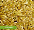 Canary | Canary seeds | Bird food |  500 grams seeds. 