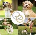 Gold Dog Chain, Stainless Steel Dog Collar Choker, Luxury Designer, Walking and Traning Metal Necklace for Small and Medium Dogs. 