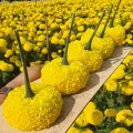Yellow big Marigold📌Super ball🎯Cheapest 19G.🎯Yellow big marigold seeds 5-50 seeds🎈Easy planting🌼Big round flower. 