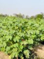 Cotton Seed FH Tri-star, Triple gene, high potential,suitable for tunnel. 