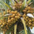 Coconut Fertilizer Special APM/YPM පොල් සඳහා පොහොර. 