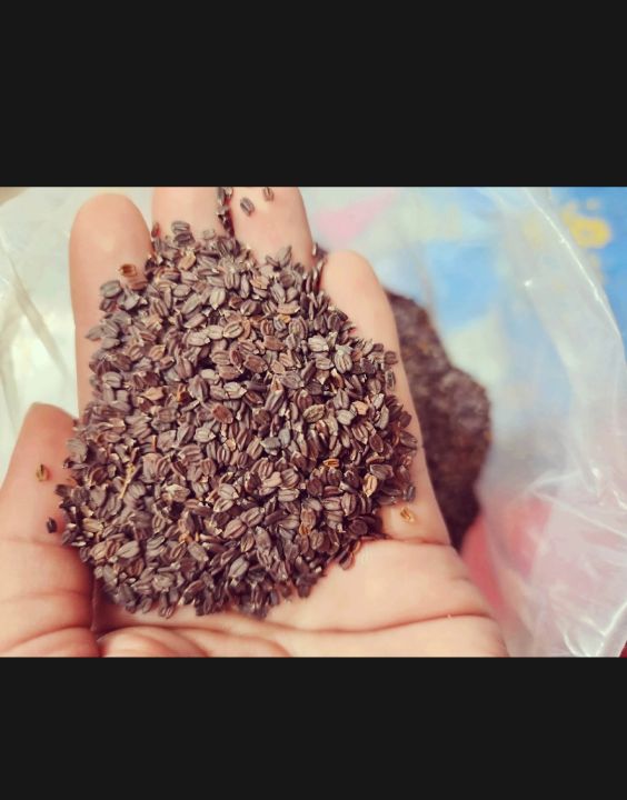 Ban%20Silam%20Seed%20Bunsilam%20-%201kg%20-%20Image%205