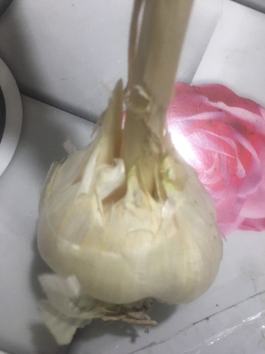 G1 Garlic fresh