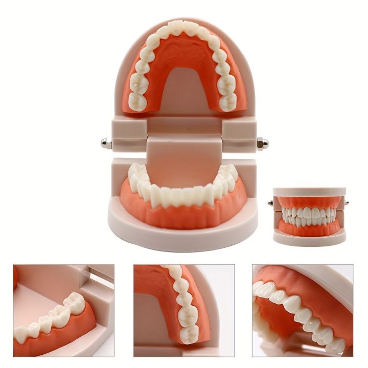 1pc%20Dental%20Standard%20Teeth%20Model%20-%20Realistic%20Human%20Teeth%20for%20Teaching%20and%20Studying%20Perfect%20for%20Brushing%20Practice%20Toddler%20Montesso%20-%20Image%202