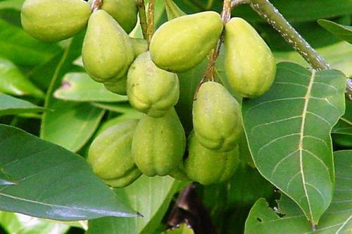 Dried%20Aralu%20Powder%20-%20100g%20pack%20%E0%B6%85%E0%B6%BB%E0%B7%85%E0%B7%94%20%E0%B6%9A%E0%B7%94%E0%B6%A9%E0%B7%94%20-%20Image%202