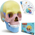 Anatomy Skull Model, 17 Part Puzzle of Human Anatomy Skull for Kids, Mini Human Medical Skull Model with Flash Cards. 