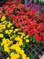 Kapuru flower plant. 