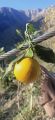 Fresh Farm-Grown Oranges - Naturally Sweet and Juicy. 