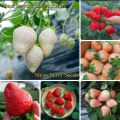 Thai Mixed Strawberry Seeds Combo Strawberry Seeds -30pcs.