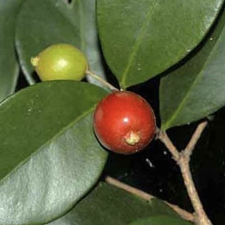 Australian%20beach%20cherry%20plant%20Eugenia%20reinwardtiana%20-%20Image%203