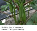 Okra Lady Finger (Bhindi) Kitchen Gardening Vegetable Seeds | Daraz.pk. 