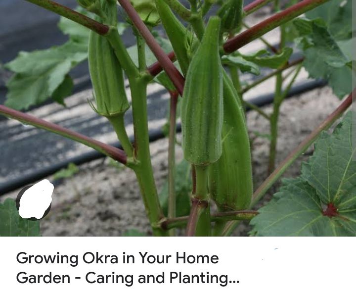 Okra%20Lady%20Finger%20(Bhindi)%20Kitchen%20Gardening%20Vegetable%20Seeds%20%7C%20Daraz.pk%20-%20Image%205