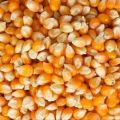 Pop corn seeds 1kg. 