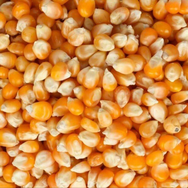 Pop corn seeds 1kg