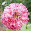 Flemish Antique Poppy, 50 Seeds. 