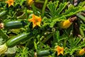 Zucchini Squash Vegetable Seed 1 packet.