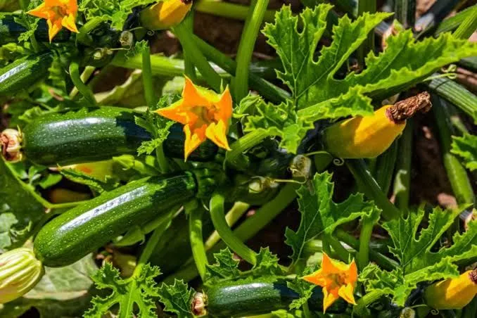 Zucchini%20Squash%20Vegetable%20Seed%201%20packet%20-%20Image%203