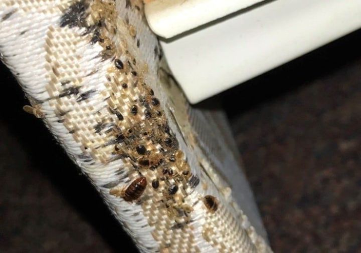 Bed%20Bug%20Treatment%20/%20Pest%20Control%20per%20room%20-%20Image%206