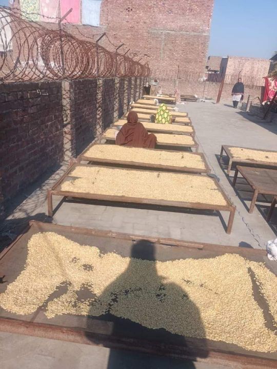 High%20Quality%20Chilgoza%20/%20Pine%20Nuts%20/%20Gilgit%20Specail%20Shogat%201%20kg%20(1000g)%20-%20Image%205