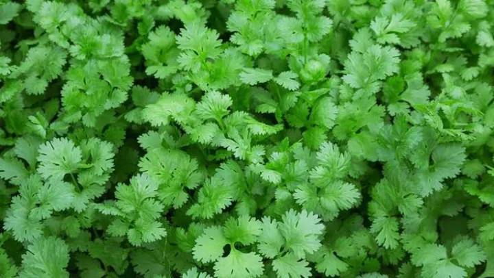 Coriander%20Leaves%20(Dhonia%20Pata)%20500+seeds%20-%20Image%202
