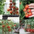 Red Cherry Tomato Authentic Seeds -20pcs.